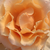 Narancssárga - Teahibrid rózsa - Just Joey